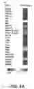 Fig. 08 - METHODS OF ADMINISTERING LMWH