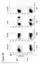 Fig. 06 - Immune-modifying nanoparticles for the treatment of inflammatory diseases