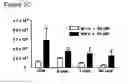 Fig. 07 - Immune-modifying nanoparticles for the treatment of inflammatory diseases