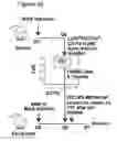 Fig. 10 - Immune-modifying nanoparticles for the treatment of inflammatory diseases