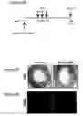 Fig. 21 - Immune-modifying nanoparticles for the treatment of inflammatory diseases