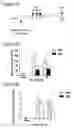 Fig. 23 - Immune-modifying nanoparticles for the treatment of inflammatory diseases