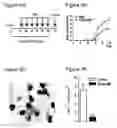 Fig. 24 - Immune-modifying nanoparticles for the treatment of inflammatory diseases