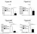 Fig. 27 - Immune-modifying nanoparticles for the treatment of inflammatory diseases