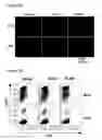 Fig. 29 - Immune-modifying nanoparticles for the treatment of inflammatory diseases