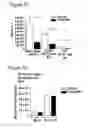 Fig. 31 - Immune-modifying nanoparticles for the treatment of inflammatory diseases