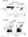 Fig. 32 - Immune-modifying nanoparticles for the treatment of inflammatory diseases