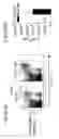 Fig. 33 - Immune-modifying nanoparticles for the treatment of inflammatory diseases