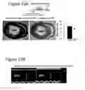Fig. 40 - Immune-modifying nanoparticles for the treatment of inflammatory diseases