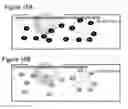 Fig. 43 - Immune-modifying nanoparticles for the treatment of inflammatory diseases