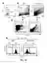 Fig. 07 - HAR-NDS-derived stem cells, method for separating same, and use thereof