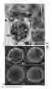 Fig. 10 - HAR-NDS-derived stem cells, method for separating same, and use thereof