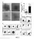 Fig. 19 - HAR-NDS-derived stem cells, method for separating same, and use thereof