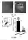 Fig. 20 - HAR-NDS-derived stem cells, method for separating same, and use thereof