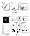 Fig. 23 - HAR-NDS-derived stem cells, method for separating same, and use thereof