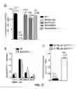 Fig. 24 - HAR-NDS-derived stem cells, method for separating same, and use thereof