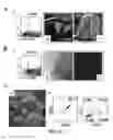 Fig. 25 - HAR-NDS-derived stem cells, method for separating same, and use thereof