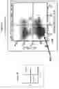 Fig. 07 - Targeted disruption of the MHC cell receptor