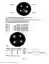 Fig. 02 - Porcine lactic acid bacterial strains