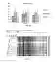 Fig. 21 - Porcine lactic acid bacterial strains