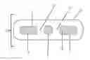 Fig. 01 - Probiotic delivery systems