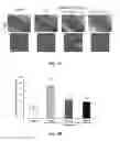 Fig. 06 - Combination therapy for ameliorating adverse side effects caused by chemotherapy