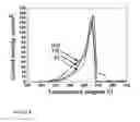 Fig. 09 - POLARIZED HYDROXYAPATITE FILMS AND METHODS OF MAKING AND USING SAME