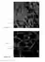 Fig. 16 - POLARIZED HYDROXYAPATITE FILMS AND METHODS OF MAKING AND USING SAME