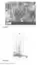 Fig. 26 - POLARIZED HYDROXYAPATITE FILMS AND METHODS OF MAKING AND USING SAME