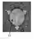 Fig. 01 - METHODS FOR PREPARING DRY CROSS-LINKED TISSUE