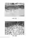 Fig. 20 - Collagen scaffolds, medical implants with same and methods of use