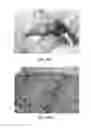 Fig. 31 - Collagen scaffolds, medical implants with same and methods of use