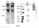Fig. 06 - Methods for preparation of a terminally sterilized hydrogel derived from extracellular matrix