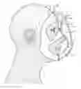 Fig. 01 - Respirator Seals