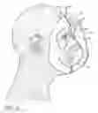 Fig. 09 - Respirator Seals