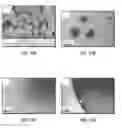 Fig. 18 - Amphiphilic nanosheets and methods of making the same