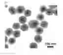 Fig. 03 - Silica coating on nanoparticles