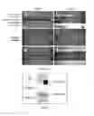Fig. 07 - MICROFLUIDIC DEVICES FOR THE RAPID DETECTION OF ANALYTES