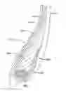 Fig. 01 - PNEUMATIC TIRE WITH A SEALANT COMPONENT