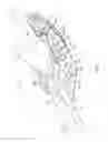 Fig. 07 - Kick scooter