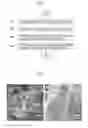 Fig. 02 - NITROGEN-DOPED GRAPHENE ASSEMBLY AND METHOD OF PREPARING THE SAME
