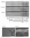 Fig. 10 - COMPOSITE NANOMATERIALS AND MICROMATERIALS, FILMS OF SAME, AND METHODS OF MAKING AND USES OF SAME