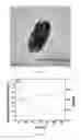 Fig. 04 - Biological composite material loaded with magnetic nanoparticles with core-shell structure, the preparation therefore and the application