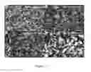 Fig. 11 - Nutrient extraction and recovery device for isolation and separation of target products from animal produced waste streams