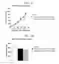 Fig. 03 - Compound, production method therefor, and use of said compound