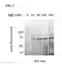 Fig. 04 - Compounds and methods for inhibiting vacuolar ATPase