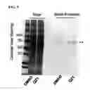 Fig. 06 - Compounds and methods for inhibiting vacuolar ATPase