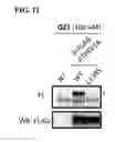 Fig. 12 - Compounds and methods for inhibiting vacuolar ATPase