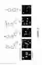 Fig. 19 - NAT10 modulators for treating or preventing laminopathies, aging and cancer