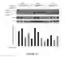 Fig. 27 - NAT10 modulators for treating or preventing laminopathies, aging and cancer